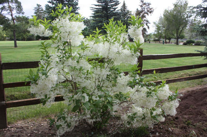 Live Plant - White Fringe Tree/Shrub - 6-12" Tall Live Plant, Qt Pot - Chionanthus virginicus