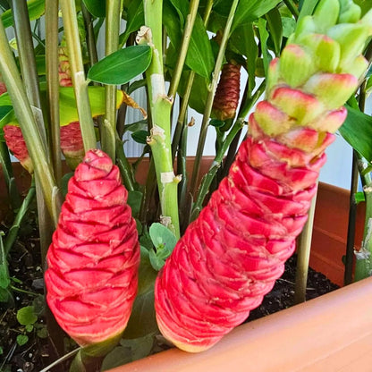 10 Shampoo Ginger Roots, Zingiber Zerumbet Awapuhi Ginger Rhizomes, Red Pinecone Ginger Lily to Grow