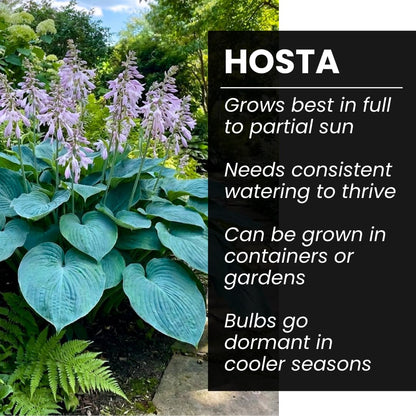 Blue Angel Giant Hosta Plant for Growing - Perennial Shade Plant - Large Blue Green Foliage - Easy to Grow Outdoor Landscaping Garden Border Plant