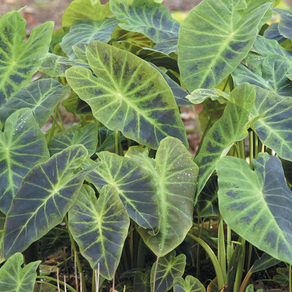 Van Zyverden Elephant Ears Antiquorum Illustris Set of 1 Bulb