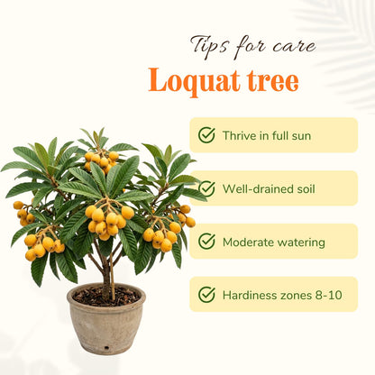 Loquat Plant Live 3 Gallon Pot, Seedling Tropical Outdoor Fruit Tree, Golden Loquat for Growing, 2 to 3 Ft Tall, No Ship to CA