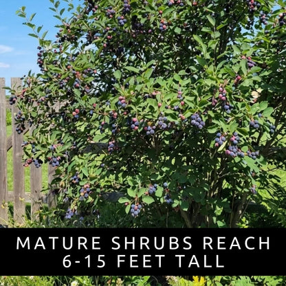 2 Downy Serviceberry Bush Plants for Growing - (Amelanchier arborea) Juneberry Bushes (2 Seedlings) - Hardy Edible Berry Shrubs for Backyard Gardens, Pollinator-Friendly, White Flowers