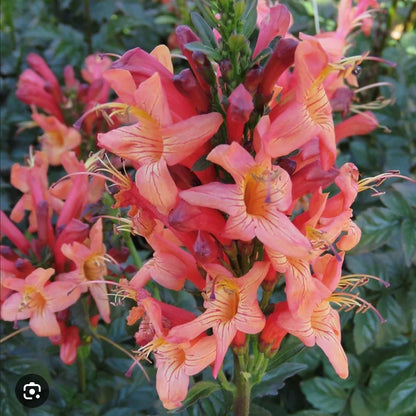 Live Plant - Cape Town Coral Tecomariasmall Rooted Starter Planthummingbird Heaven!
