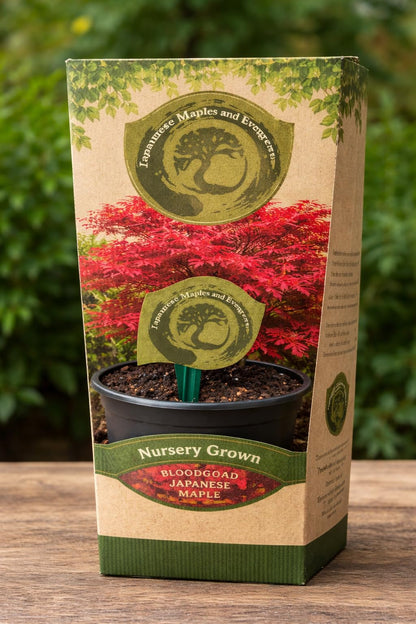 Bloodgood Red Japanese Maple Tree - 2 Year Live Plant - Acer palmatum 'Bloodgood' by - Japanese Maples and Evergreens