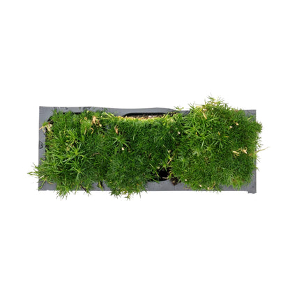 3 Irish Moss – Soft Evergreen Mossy Groundcover with White Spring Flowers for Rock Gardens & Pathways (Sagina subulata) in 2.5″ Cubes, Live Plants