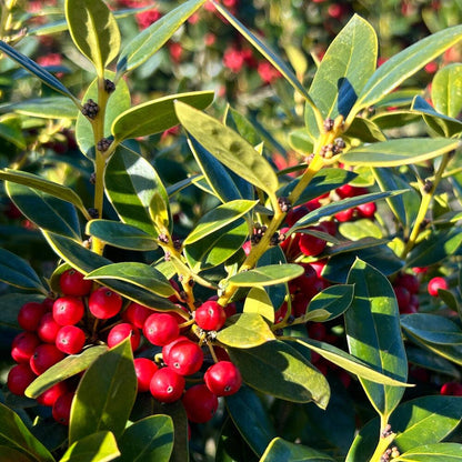 Carissa Holly (3 Gallon) - Evergreen Shrub
