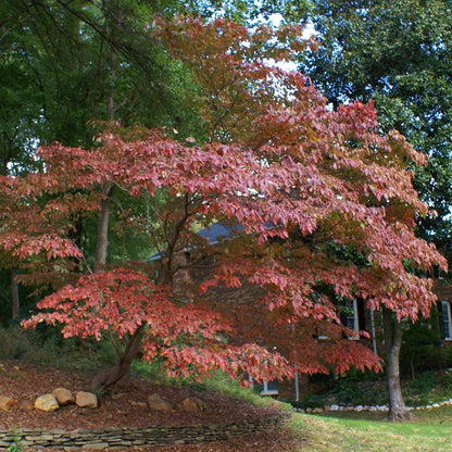 Kousa Dogwood Tree - 12-24" Tall Live Plant - White Ornamental Japanese Flowering Tree - Cornus kousa