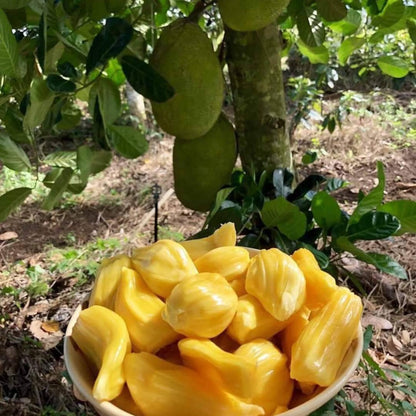 Jackfruit Tree Live Plant, Sweet Tropical Fruit 8-10 Inches Tall, 4 Inc Pot, Sweet Jackfruit Plant for Grow Outdoor
