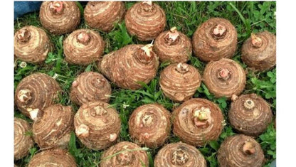 10 Live Colocasia Esculenta Elephant Ear Taro Gabi Kalo Eddo Bulbs #TSMN