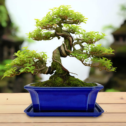 MUZHI Blue Bonsai Plant Pot 9.9” with Drip Saucer, Classic Glazed Ceramic Planter Container for Tree, Cactus, Succulent