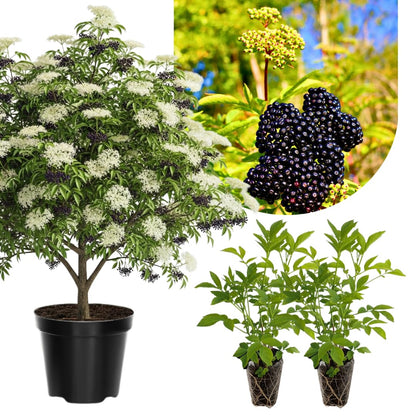 Pack 2 American Elderberry Plants Live 6 to 12 Inch Tall, Black Elderberry Trees Live Plants for Planting, Sweet Elderberries Fruit