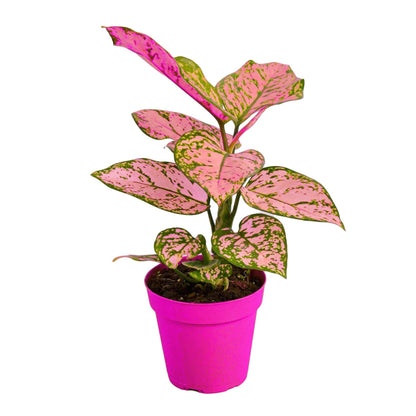 2 Pack Chinese Evergreen 'Lady Valentine' - 4" Pot in 4in Pot - Live Tropical Houseplant - Easy to Grow | Air Purifying | Variegated | USA Growers | The Snobby Leaf