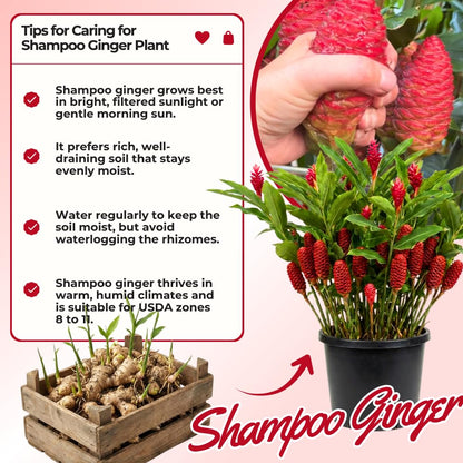 6 Awapuhi Shampoo Ginger Roots, Fresh Ginger Rhizomes to Grow, Zingiber Zerumbet Pinecone Ginger Lily Flowers