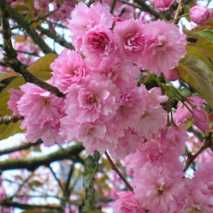 Kwanzan Japanese Flowering Cherry Tree - 24-36" Tall Live Plant - Pink Flowering Cherry Blossom Tree - Prunus 'Kanzan'