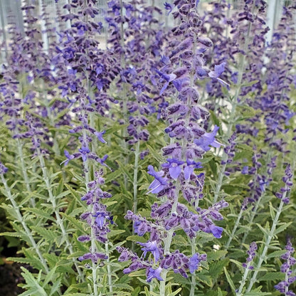 Live Plant from Green Promise Farms - Proven Winners, Perovskia atri. 'Sage Advice' Russian Sage, Dark Purple, #1 Gallon Container - Does NOT Ship to AZ, CA, HI, ID, MT, NV, OR, PR, UT & WA!!