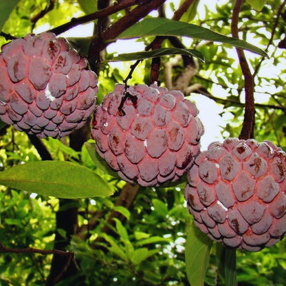 Red Sugar Apple Tree Live Plant, Sugar Apple Fruit Plant, 3 Gallon Pot, No Ship to CA, 2 to 3 Feet Tall