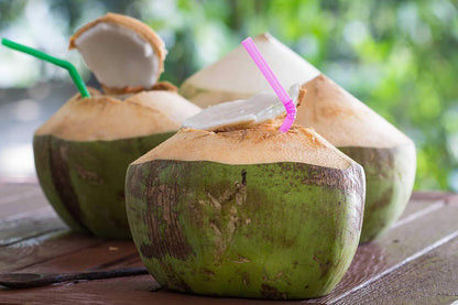 Live Green Dwarf Malayan Coconut Plant Seedling 1 to 3 Feet Tall, Cocos nucifera Plants for Planting, Sprouted Coconut Palm, Ready to Grow Produces Edible Fruits
