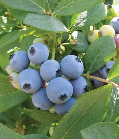 Jewel Blueberry Plants (2-Pack) - Live Berry Bush 5-8" - Container or Garden Growing - Large Sweet Berries - Hardy Zones 4-8
