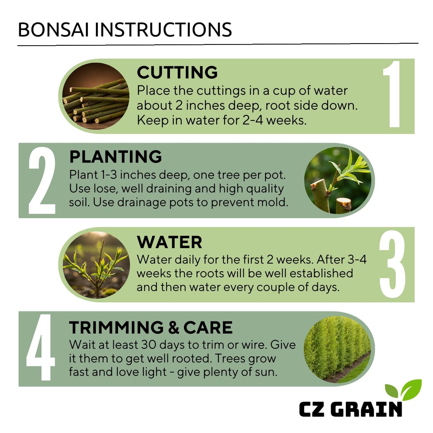 Hey Dina Willow Bonsai Tree - Thick Trunk Cutting, Fast Growing - Easy Care Indoor/Outdoor Bonsai – Living Gift for Beginners or Plant Enthusiasts