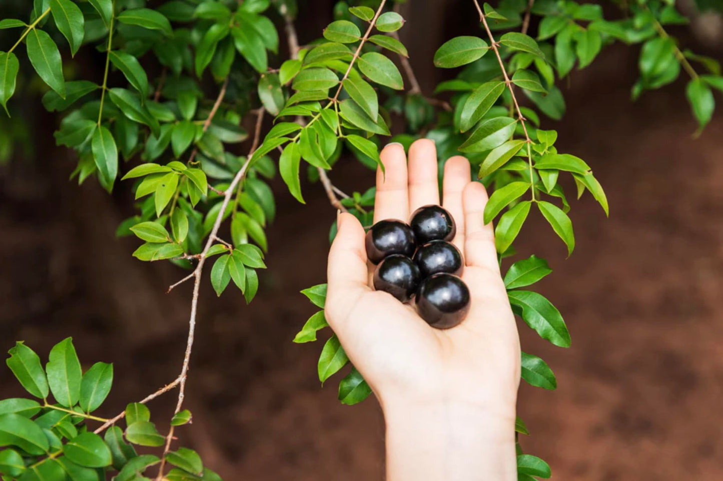 Live Jaboticaba Tree – 1 Foot Tall – Unique Tropical Fruit Tree with Sweet, Grape-Like Berries – Brazilian Grape - Ideal for Outdoor Garden & Patio