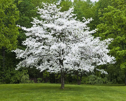 White Flowering Dogwood Tree - 10-16" Tall Live Plant - Quart Pot - Potted Seedling - Cornus Florida - Ready to Plant