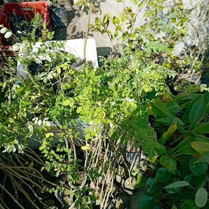 3 Months Old Moringa Oleifera Tree Live Plant, Moringa Plant Potted, Well-Rooted Drumstick Trees Ready to Grow Outdoor