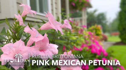 Mexican Petunia Pink | 3 Live Plants | Ruellia Brittoniana | Pink Flowering Landscape Pollinator | Heat Tolerant Groundcover | Outdoor Perennial for Gardens Borders Walkways Containers