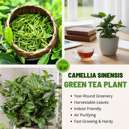 Camellia Sinensis Live Plant | Camellia Plant | Tea Leaf Plant 4 Inch Tall | Compact Evergreen Shrub for Containers, Courtyards, Garden Borders & Outdoor Landscaping
