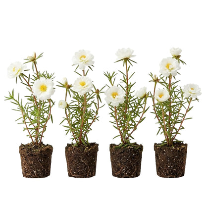 4 Portulaca Plants Live, Moss Rose Flower Plant for Outdoor Garden, Ground Cover Plant for Patio Containers, Borders or Landscape 4-7 Inches (White)