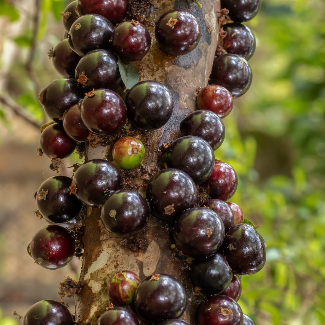 1 Feet Black Jaboticaba Tree Live Plant Well-Rooted and Fast-Growing Brazilian Jabuticaba Grapetree, No Pot, 1 Years Old Ready for Outdoor Spring Planting