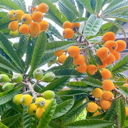 Loquat Tree in 3 Gallon Pot, Sweet Yellow Loquat Fruit Plant, Well Rooted Tree for Outdoor Planting, No Ship to CA