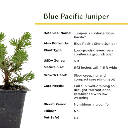 4 Blue Pacific Juniper in 3.5” Nursery Cubes (Juniperus conferta ‘Blue Pacific’) | Low-Growing Evergreen Groundcover for Slopes, Borders & Rock Gardens | Ready-to-Plant Live Starter Plants