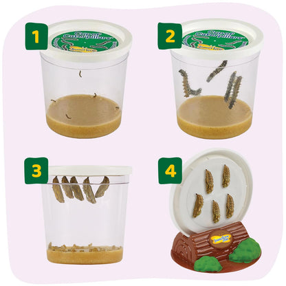 Insect Lore Raise and Release Butterfly Garden Kit – Caterpillar Habitat with redeemable Voucher – STEM-accredited Butterfly Growing Kit for Kids, Classrooms, and Homeschool Learning