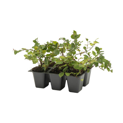 6 Creeping Fig, Live Plants – Ficus Repens – Fast-Growing & Versatile Climbing Vine in 2.5” Nursery Cubes – Perfect for Living Walls, Topiaries, Ground Cover & Indoor/Outdoor Decor