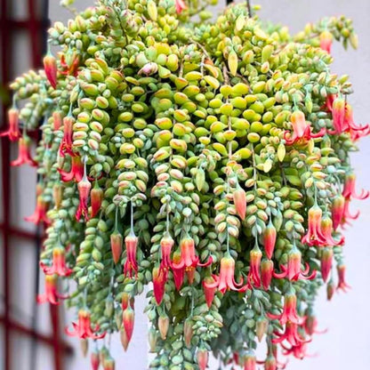 Cotyledon Pendens Succulent Live Plant, Trailing Succulent Plant Live Houseplant in 2 Inch Pot, Small Succulent Live Plant