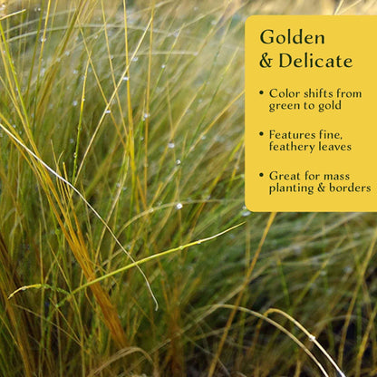 3 Mexican Feather Grass – Fine Textured Ornamental Grass with Silky Plumes for Borders & Mass Plantings (Nassella tenuissima) in 2.5” Cubes, Live Plants
