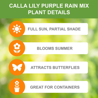 Garden State Bulb Purple Rain Multi-Color Mixed Calla Lily Flower Bulbs, 14/+cm, Spring Planting (Bag of 5)