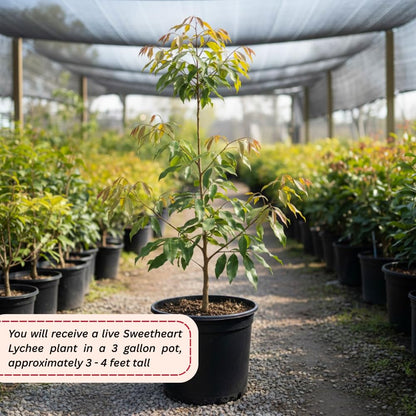 Sweetheart Lychee Fruit Tree, Lychee Tree Live Plant, Perennial Tropical Fruit Trees for Oudoor Garden, 3 to 4 Feet Tall, 3 Gallon Pot, No Ship to CA