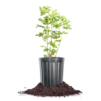 Perfect Plants Italian Honey Fig Tree in 1 Gallon Pot | Live Fruit Bearing Ficus carica | Self-Pollinating | 2 Harvests Per Year | Grows in Zones 7-10 Outdoor / 3-11 Patio
