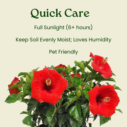Yoder Red Hibiscus Bush - 22" to 26" Overall Height - Large Live Flowering Plant - Tropical Plants of Florida (Plant Only)