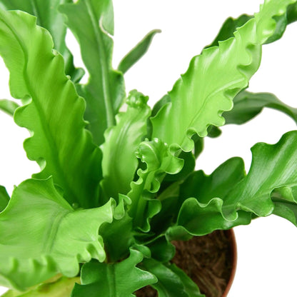 Birds Nest Victoria Fern | Live Plant for Indoor & Outdoor | for Living Room, Office, Bathroom | (6" Pot)