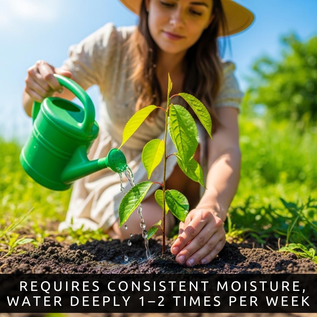 3 Blueberry Plants Live for Planting, Highberry Blueberry Bushes - Live Plant 1 Year Old, Fruit Tree Live Blueberry Plant - No Pots Included, Ships Bare Root