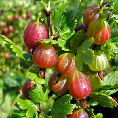 Gooseberry Plant Live, 5-9 Inc Tall, Sweet Gooseberry Bush Live Plant Well Rooted, Berry Plant Live for Planting