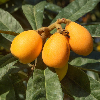 Loquat Tree Plant Live, 10-14'' Tall in Half Gal Pot, Perennial Fruit Plant for Garden or Containers Growing