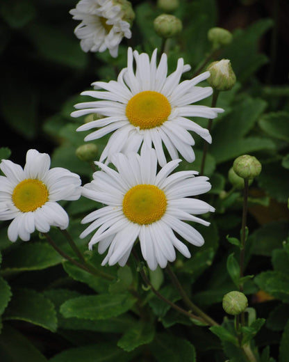 Perennial Farm Marketplace Chrysanthemum nipponicum (Nippon Daisy) Perennial, Size-#1 Container, Big White Flowers