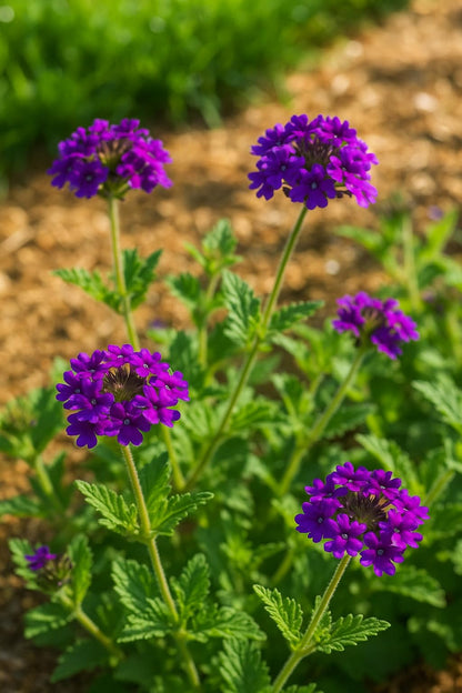 Perennial Farm Verbena x 'Homestead Purple' – Live Perennial in #1 Container, Deep Violet Blooms, Spreading Groundcover, Long Blooming, Heat Tolerant, Perfect for Borders, Containers & Pollinators