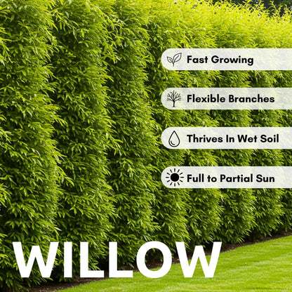 10 Austree Hybrid Willow Trees, Fastest Growing Shade or Privacy Tree - Austree Hybrid Willow Tree - 10 Live Trees