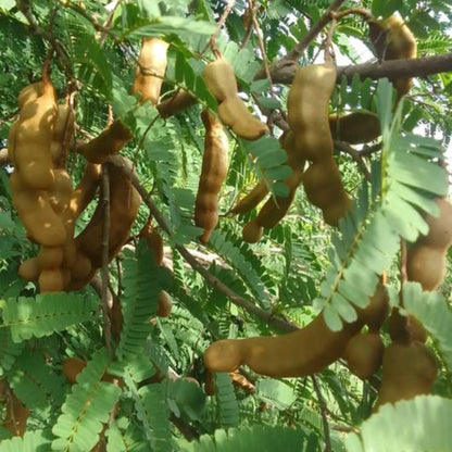 Tamarind Plant Live, Tropical Fruit Tamarind Plant for Outdoor, 4 Inc Pot