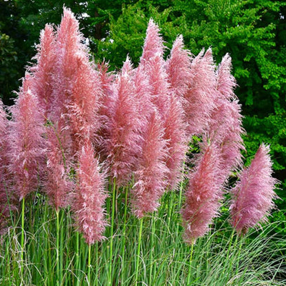 Ornamental Grass Seedlings Live Plant, Fully Rooted Pruned Back to 5 to 9 Inc in Tall Grasses Live Plants Perennial (Pink Pampas)