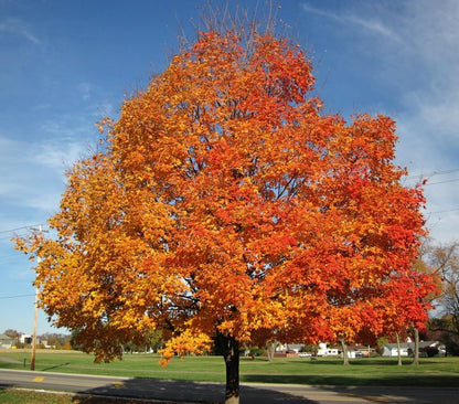 Live Plant - 2 Sugar Maple Trees - Live Plants - 10-18" Tall - Quart Pots - Acer Saccharum